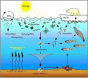 Polar bear food web