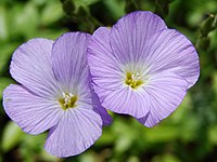 Linum hirsutum