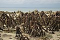 Mangrove roots, Havelock Island, Andaman Islands, India