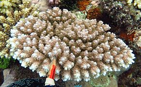 Acropora anthocercis