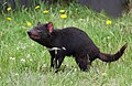 Image 8 Tasmanian devil Photo: JJ Harrison The Tasmanian devil (Sarcophilus harrisii) is a carnivorous marsupial found in the wild only on the Australian island of Tasmania. It is characterised by its stocky and muscular build, black fur, pungent odour, extremely loud and disturbing screech, keen sense of smell, and ferocity when feeding. Its large head and neck allow it to generate the strongest bite per unit body mass of any living mammal. More selected pictures