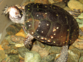 A spotted turtle at the Wild Center