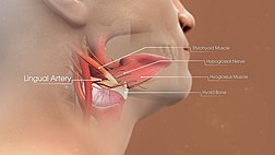 3D Medical Animation still shot of structure of Lingual Artery