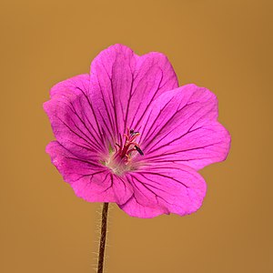 Geranium sanguineum (Bloody Crane’s-Bill)