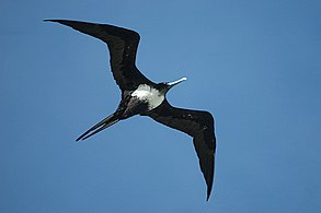 Female in flight