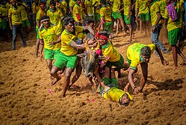 Jallikattu festival by Sundaram Perumal