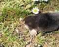 Thumbnail for Mole (animal)