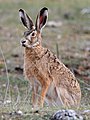 European hare