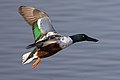 Male northern shoveler in Butte County, California.