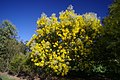 A. podalyriifolia in bloom