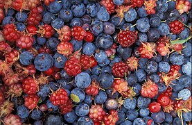 Alaska wild berries from the Innoko National Wildlife Refuge, a mixture of true berries (blue Vaccinium uliginosum and red Vaccinium vitis-idaea) and aggregate fruits (red Rubus arcticus). These berries are used in Alaskan ice cream.