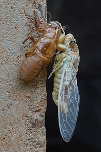 Cicadidae with exuvia, immediately after moulting