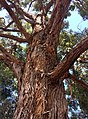 upper branch bark