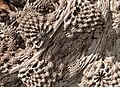 Detail of a power 9 mandelbulb