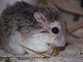 Roborovski dwarf hamster