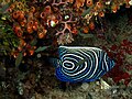 Juvenile Emperor angelfish at Manatuto Timor-Leste, 2006