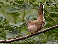 long-tailed ground dove