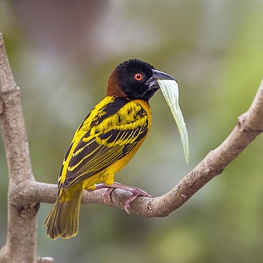 Male village weaver in Kakum National Park, Ghana, created and nominated by Charlesjsharp.