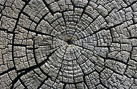 Weathered growth rings at Aztec Ruins National Monument