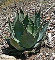 Agave wocomahi