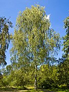 Betula pendula 001.jpg