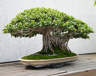 Ficus microcarpa, ang. Chinese banyan