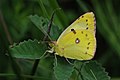 Goldene Acht (Colias hyale)