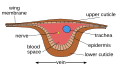 Image 6Cross-section of wing vein (from Insect morphology)