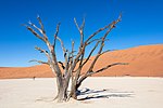 Thumbnail for File:Dead Vlei, Sossusvlei, Namibia, 2018-08-06, DD 085.jpg