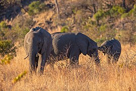 Troupeau dans le parc national Kruger.