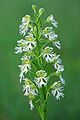 Platanthera leucophaea