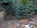 Small stand of young white firs on Cuyamaca Peak, California