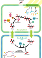 Image 20The C4 carbon concentrating mechanism (from Evolutionary history of plants)