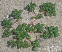 Amaranthus pumilus, species in indice specierum periclitatarum