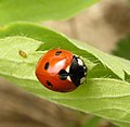 ナナホシテントウ Coccinella septempunctata