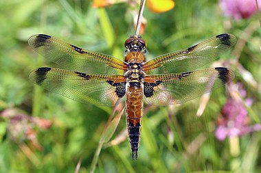 Four-spotted chaser