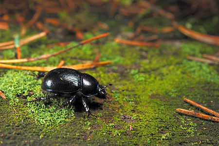 Anoplotrupes stercorosus (Dor Beetle)