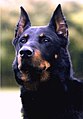 Beauceron