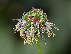 Encore en fleur.