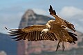 Eurasian griffon vulture