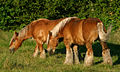 Jutlandic horse