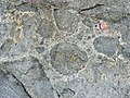 Jurassic metaconglomerate at Los Peñasquitos Canyon Preserve, San Diego County, California.