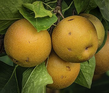 Pyrus pyrifolia 'Raja' (Asian Pear)