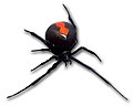 Latrodectus hasselti (Latrodectus hasselti)