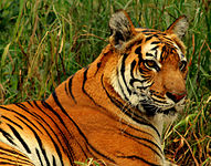 Royal Bengal tiger