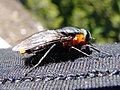 Scaptia lata in southern Chile