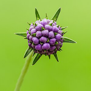 Bloemknop van een blauwe knoop (Succisa pratensis). 29-08-2023. (d.j.b)