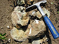 Estwing geologist's hammer in two typical uses: breaking up rocks and as a photographic scale