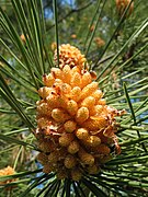 Flor masculina do piñeiro bravo (Pinus pinaster).