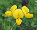 Lotus corniculatus flowers in southeastern Minnesota (late July 2016).